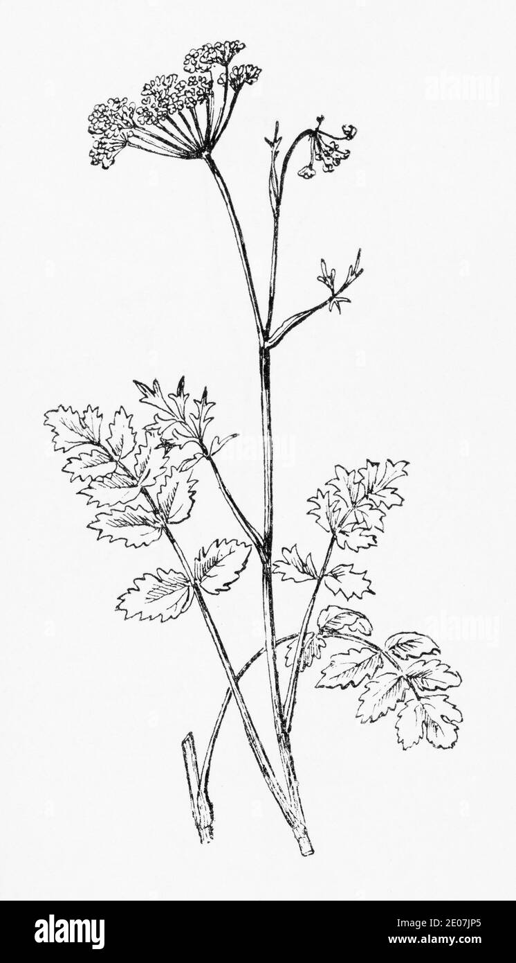 Old botanical illustration engraving of Burnet Saxifrage / Pimpinella saxifraga. Drawings of British umbellifers. Medicinal herbal plant. See Notes Stock Photo
