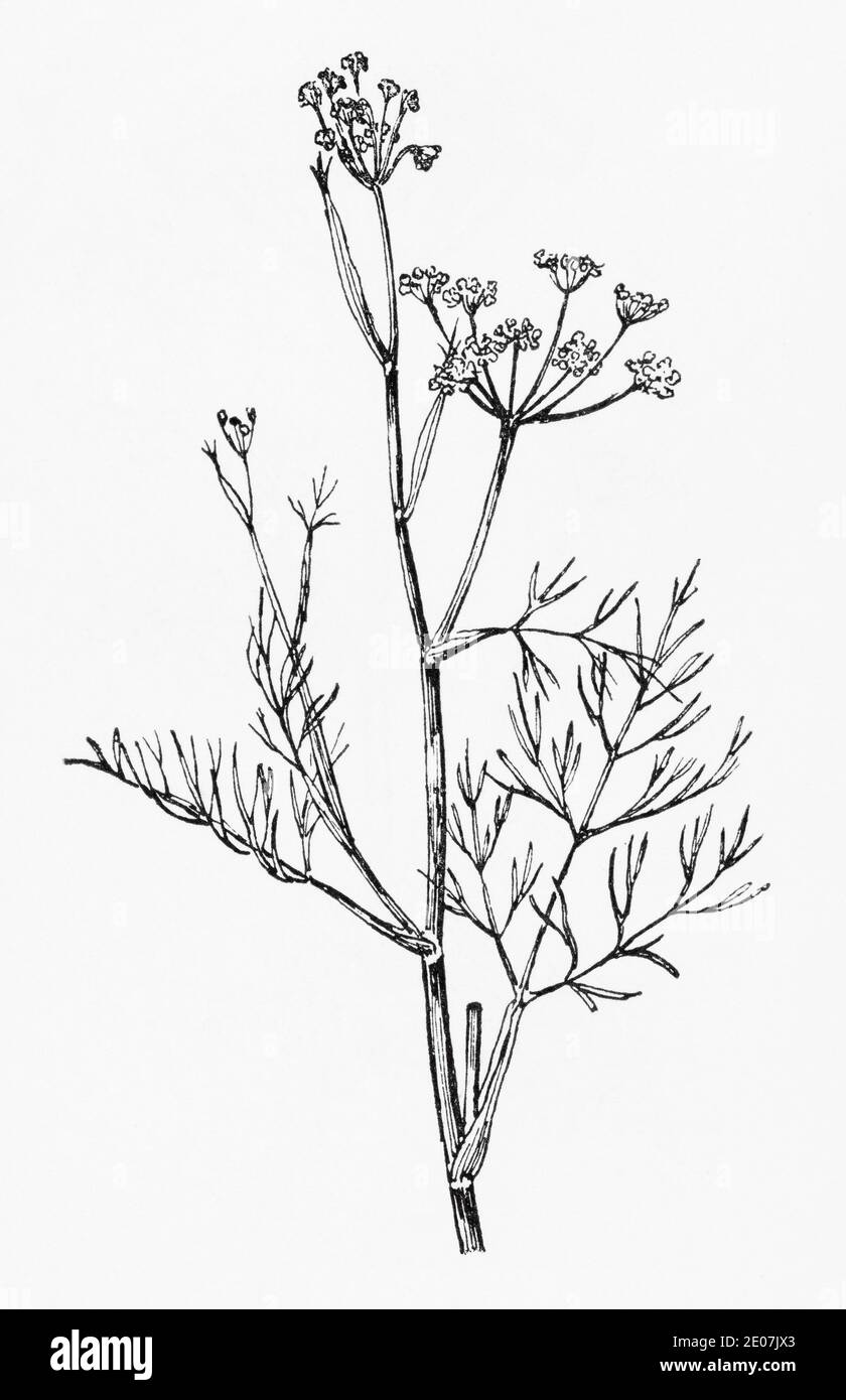 Fennel Flower Drawing