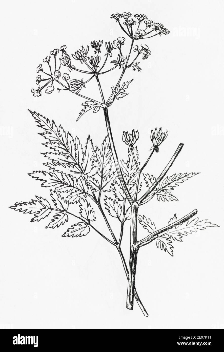 Old botanical illustration engraving of Cow Parsley / Anthriscus sylvestris. Drawings of British umbellifers. See Notes Stock Photo