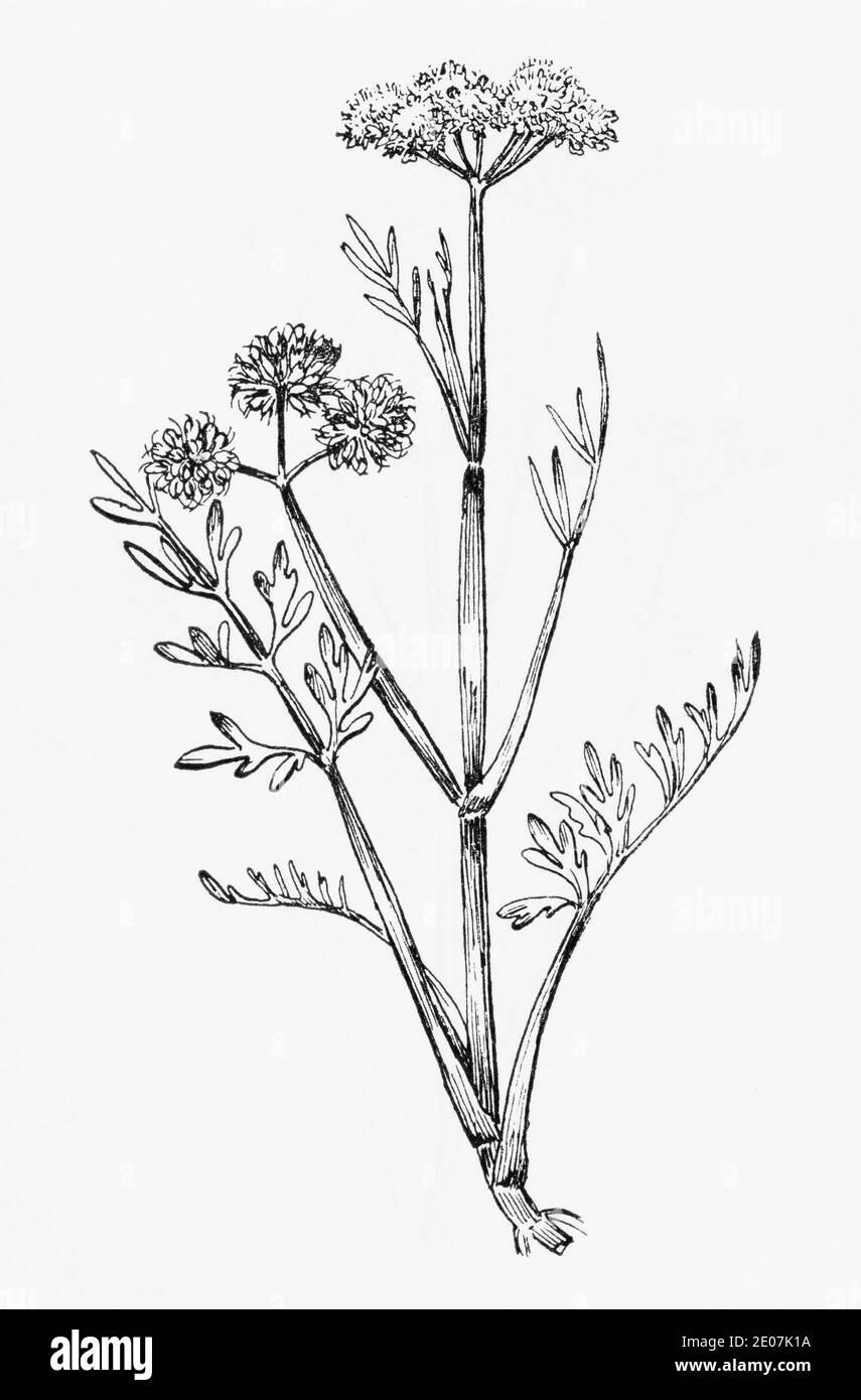 Old botanical illustration engraving of Water Dropwort / Oenanthe fistulosa. Drawings of poisonous British umbellifers. See Notes Stock Photo