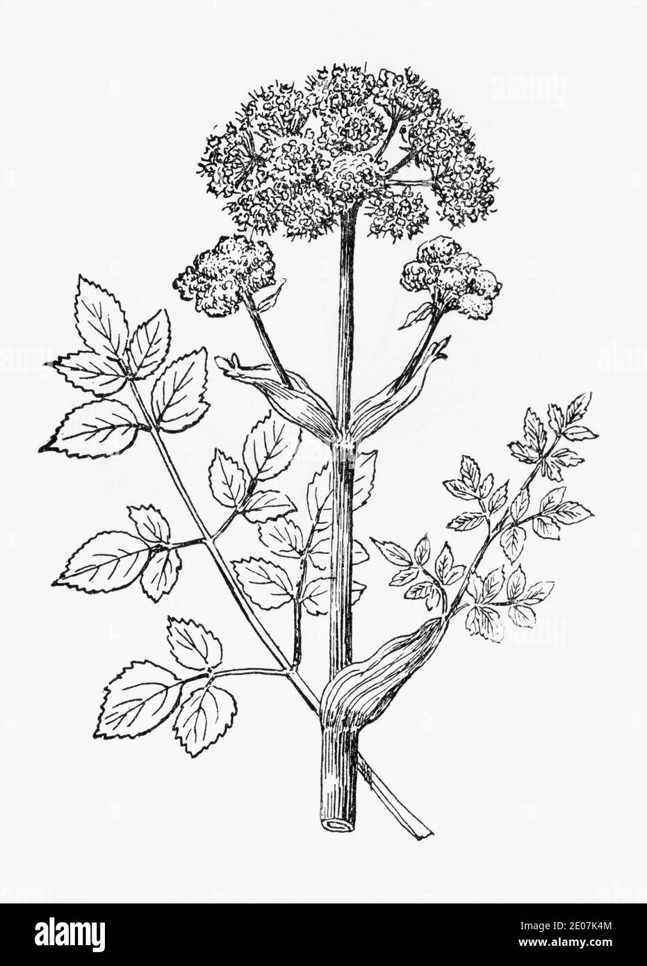 Old botanical illustration engraving of Wild Angelica, Angelica / Angelica sylvestris. Drawings of British umbellifers, & herbal plants. See Notes Stock Photo