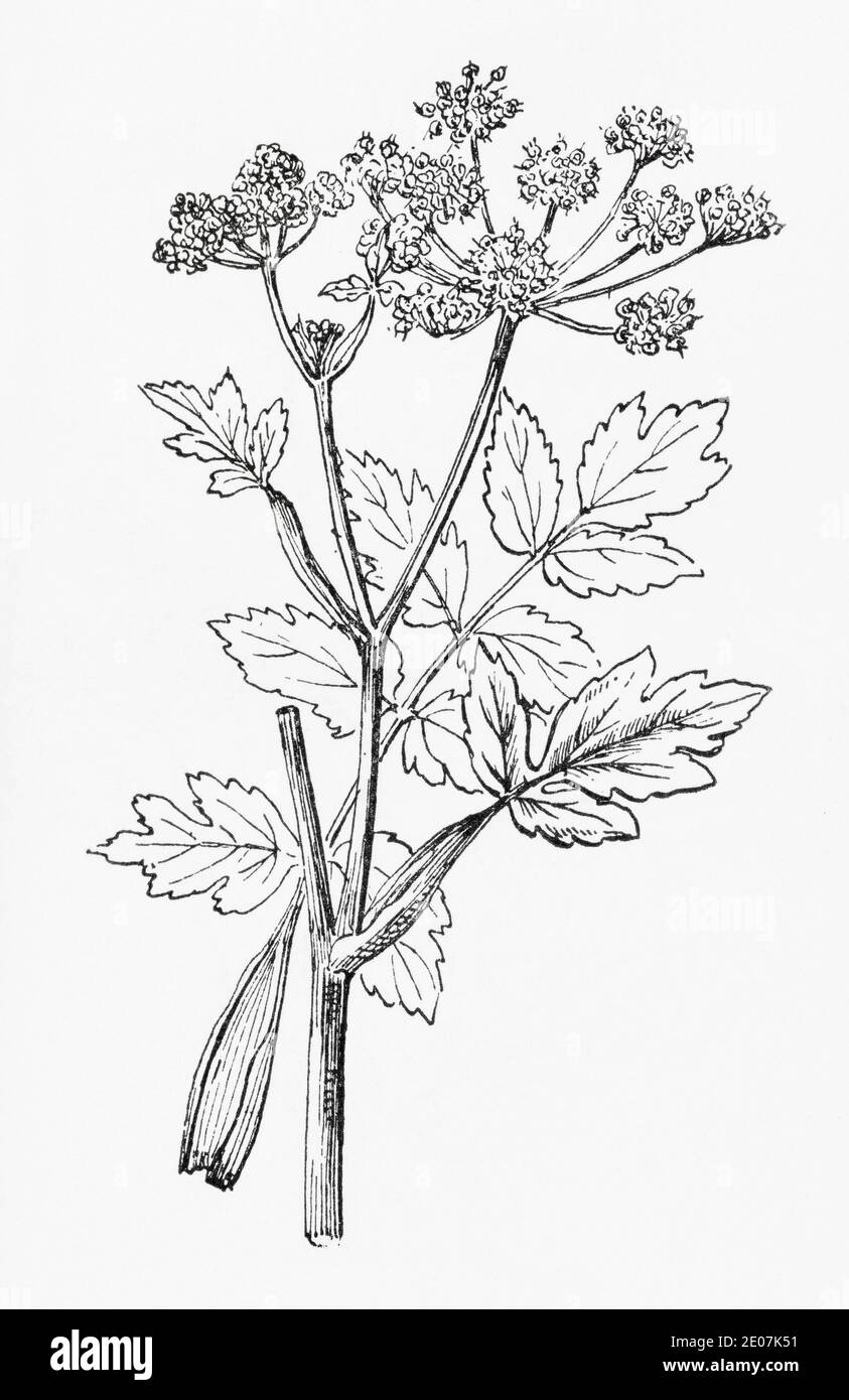 Old botanical illustration engraving of Parsnip / Pastinaca sativa. Drawings of British umbellifers. Traditional herbal medicine plant. See Notes Stock Photo