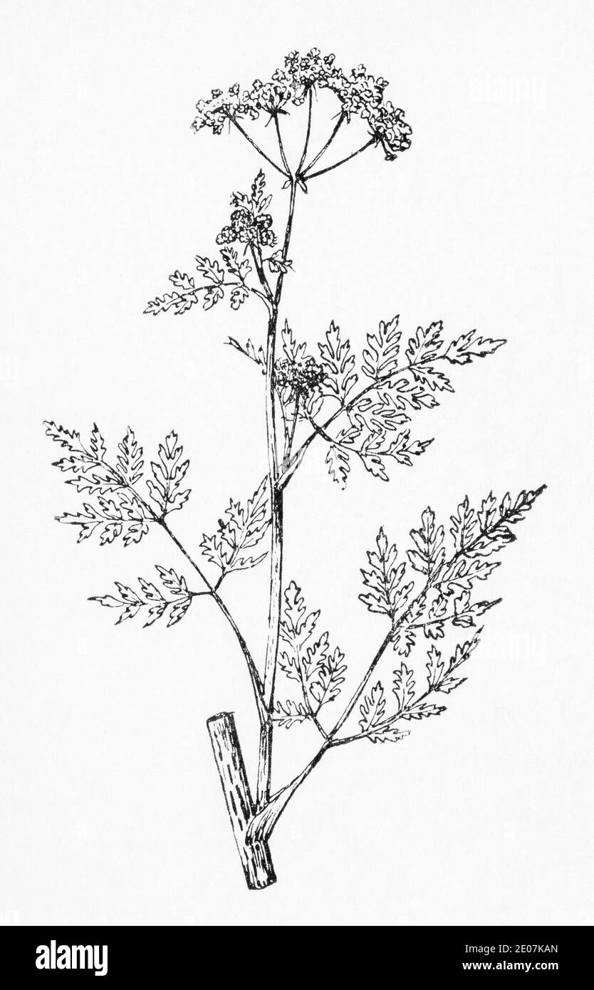 Old botanical illustration engraving of Hemlock / Conium maculatum. Drawing of poisonous British umbellifer - but used medicinally. See Notes Stock Photo