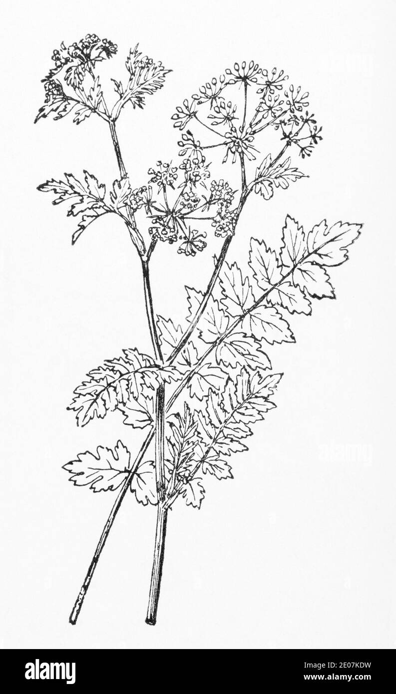 Old botanical illustration engraving of Water Parsnip / Berula erecta. Drawings of British umbellifers. Possible herbal plant. See Notes Stock Photo