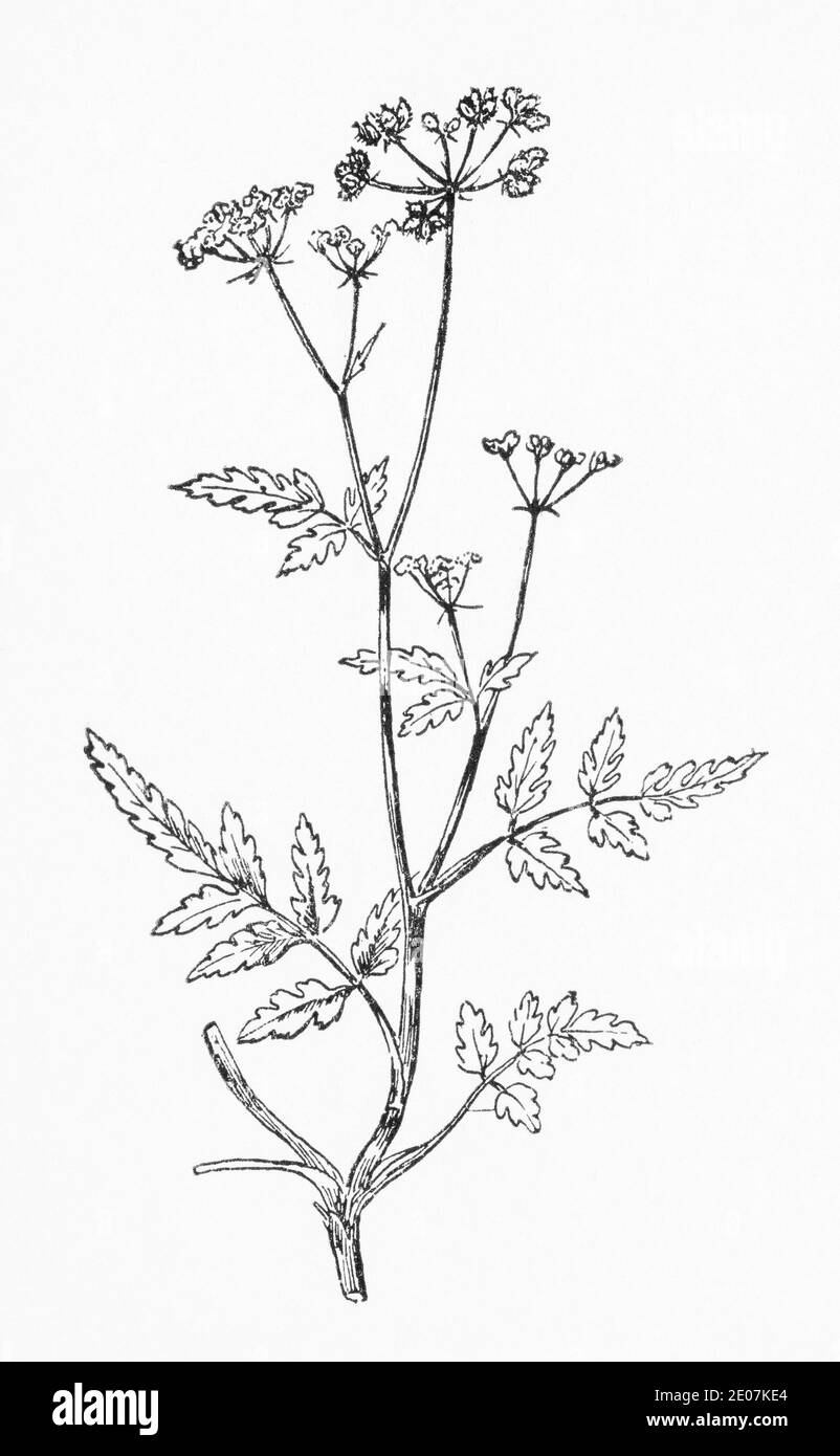 Old botanical illustration engraving of Rough Chervil / Chaerophyllum temulum. Drawings of British umbellifers. Toxic but occasional herbal use. Stock Photo