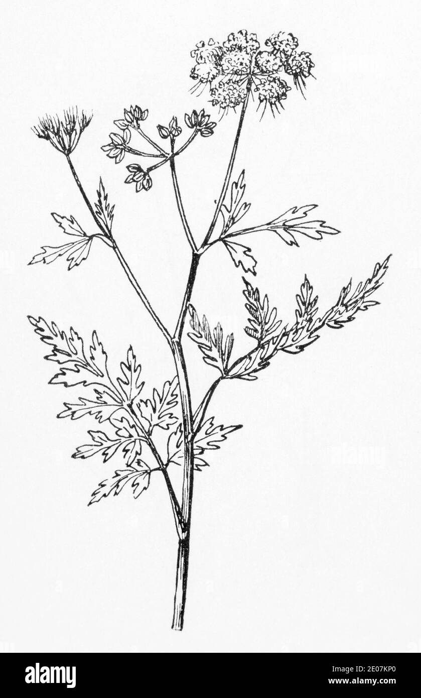 Old botanical illustration engraving of Fools Parsley / Aethusa cynapium. Drawings of poisonous British umbellifers (Cow Parsley family). See Notes Stock Photo