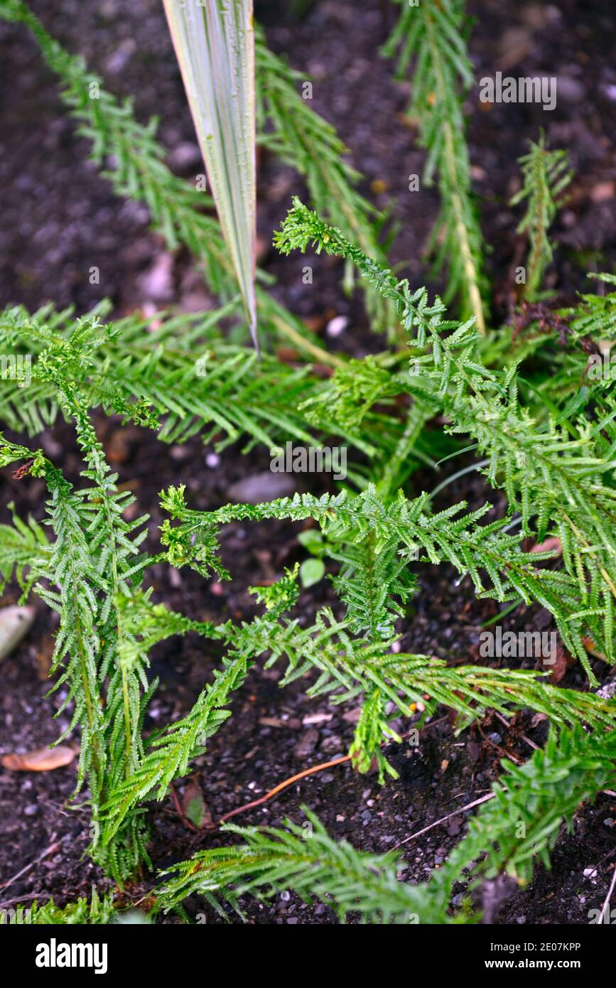 Athyrium filix-femina Dre's Dagger,lady fern,deciduous fern,lacy-cut  light green fronds,ferns,lace cut frond,fronds,RM floral Stock Photo