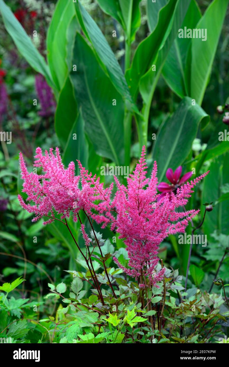 Astilbe arendsii Pink,pink astilbes,pink flowers,flowering,pink panicle,pink panicles, plant portraits, perennials,RM Floral Stock Photo
