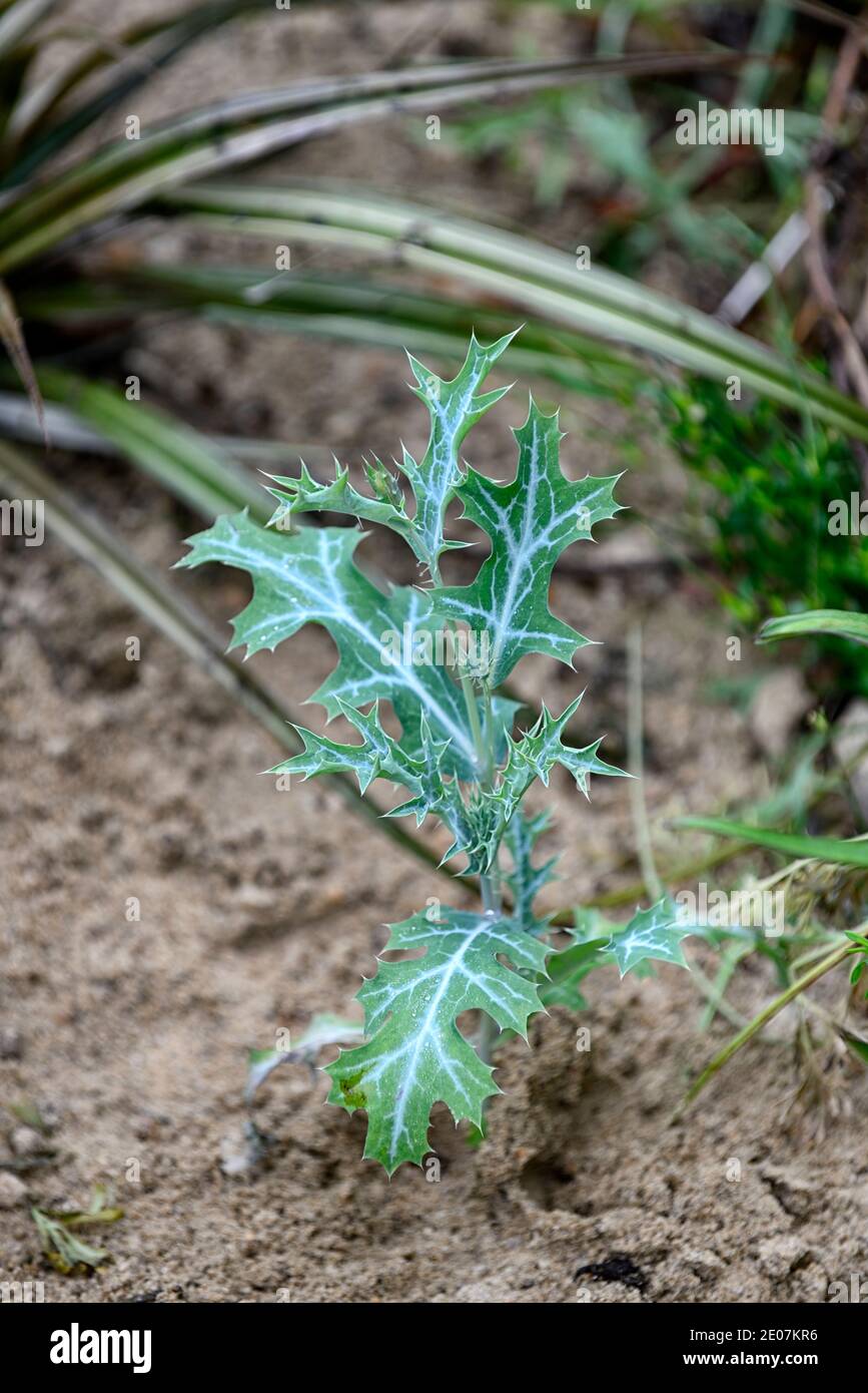 Poppy Leaves High Resolution Stock Photography and Images - Alamy