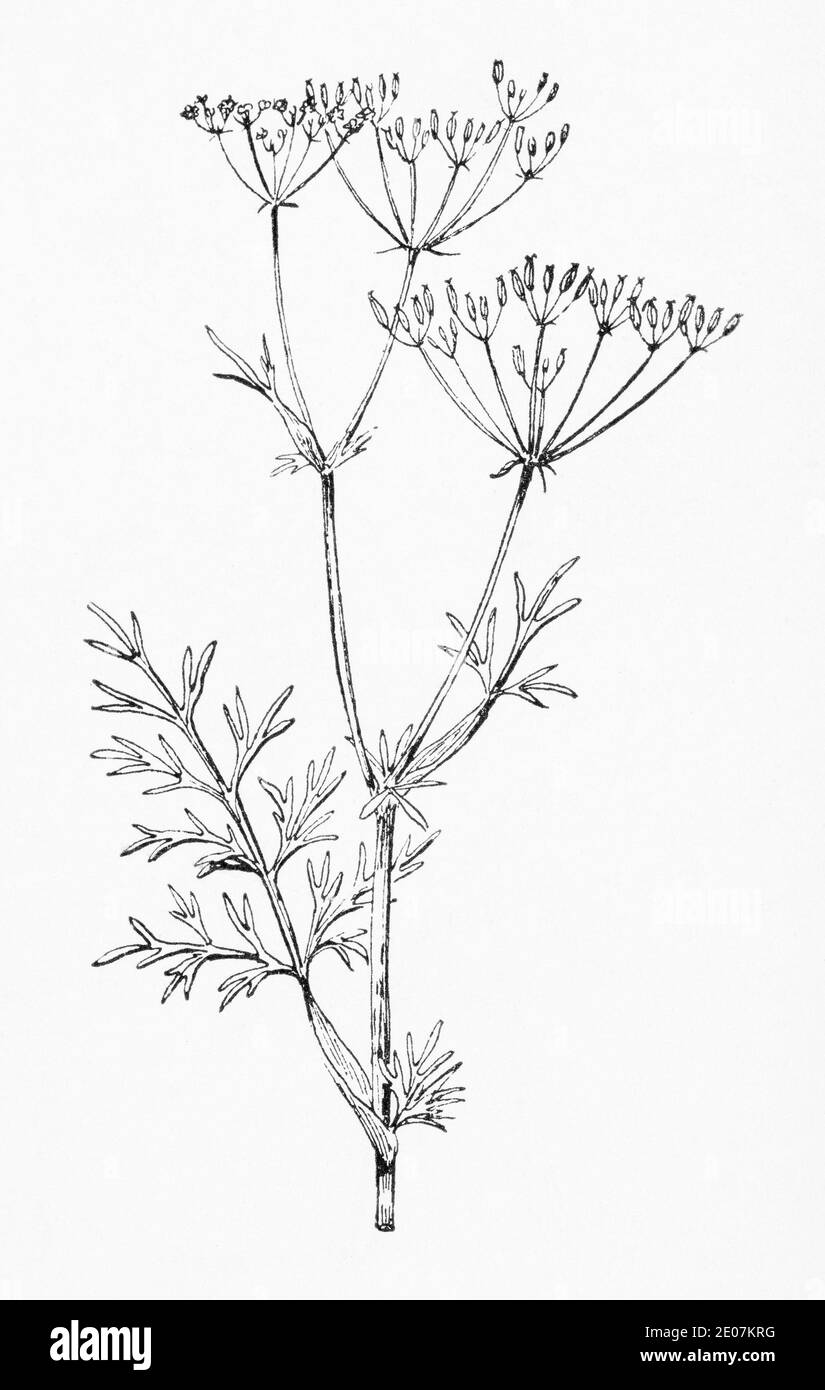 Old botanical illustration engraving of Caraway / Carum carvi.  Drawings of British umbellifers. Traditional medicinal herbal plant. See Notes Stock Photo