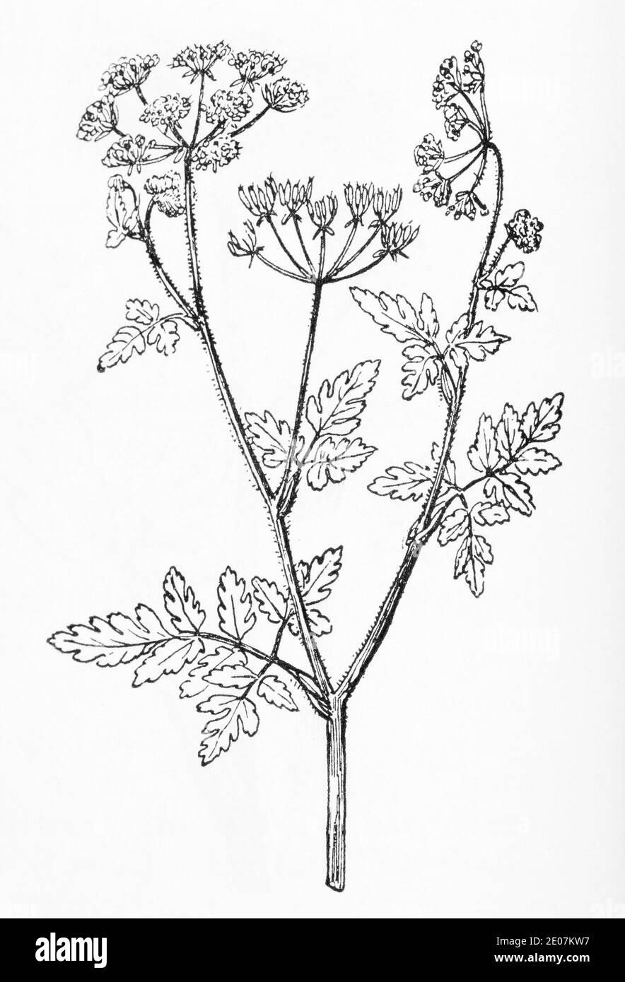 Old botanical illustration engraving of Upright Hedge Parsley, Hedge-Parsley / Torilis japonica. Drawings of British umbellifers.  See Notes Stock Photo