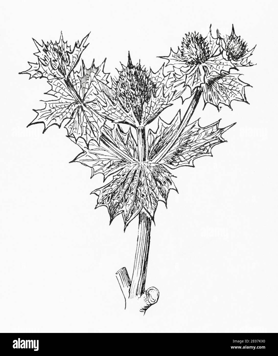 Old botanical illustration engraving of Sea Holly / Eryngium maritimum. Drawings of British umbellifers. Traditional medicinal herbal plant. See Notes Stock Photo