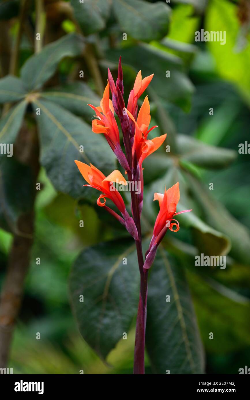 canna lily wyoming,cannas,orange flowers,dark foliage,dark leaves,canna flowers,flowering,RM Floral Stock Photo