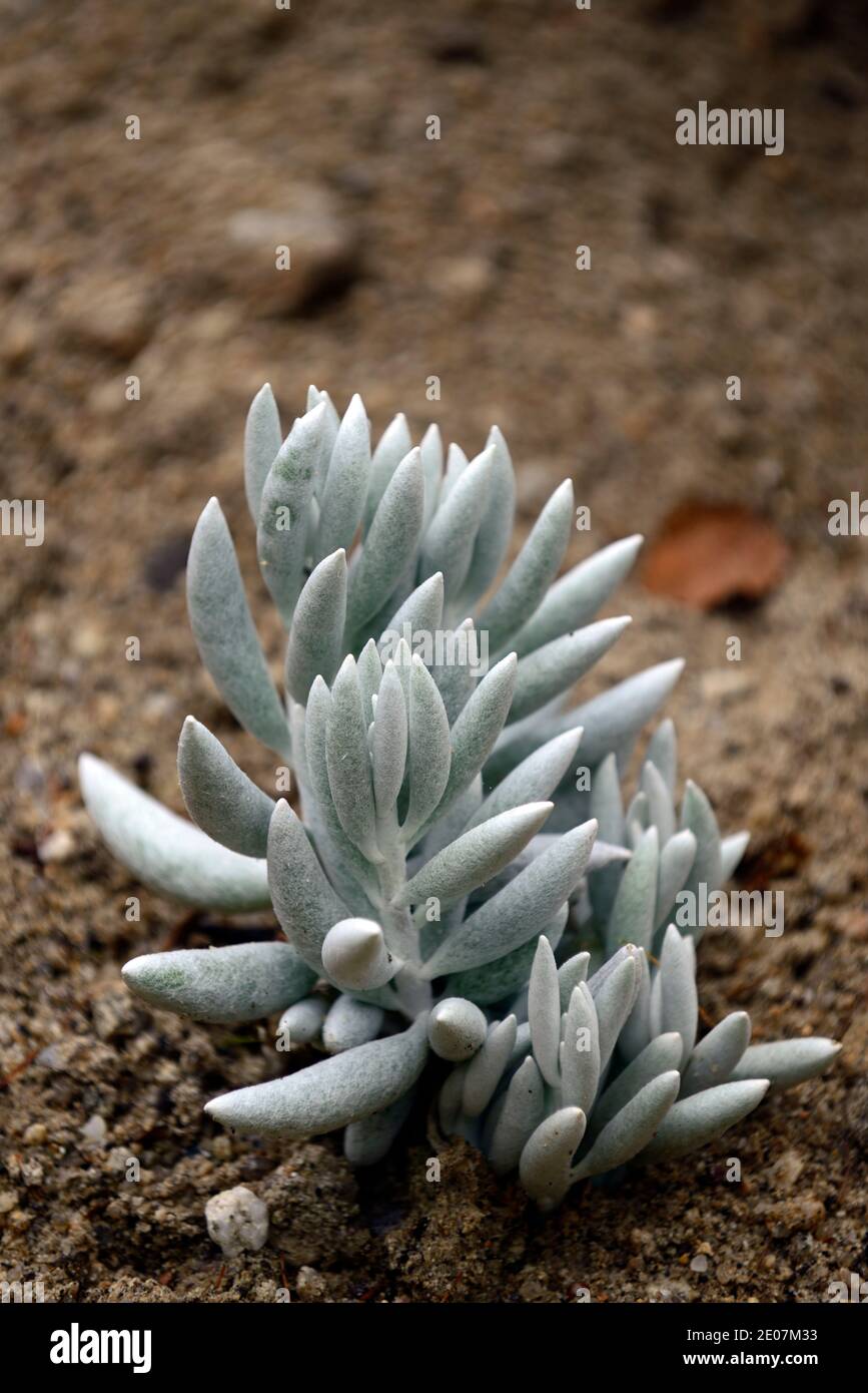 Caputia tomentosa,woolly senecio,matted caputia,silver grey succulent,perennial, succulent dwarf shrub,succulents,silver dusting,RM floral Stock Photo