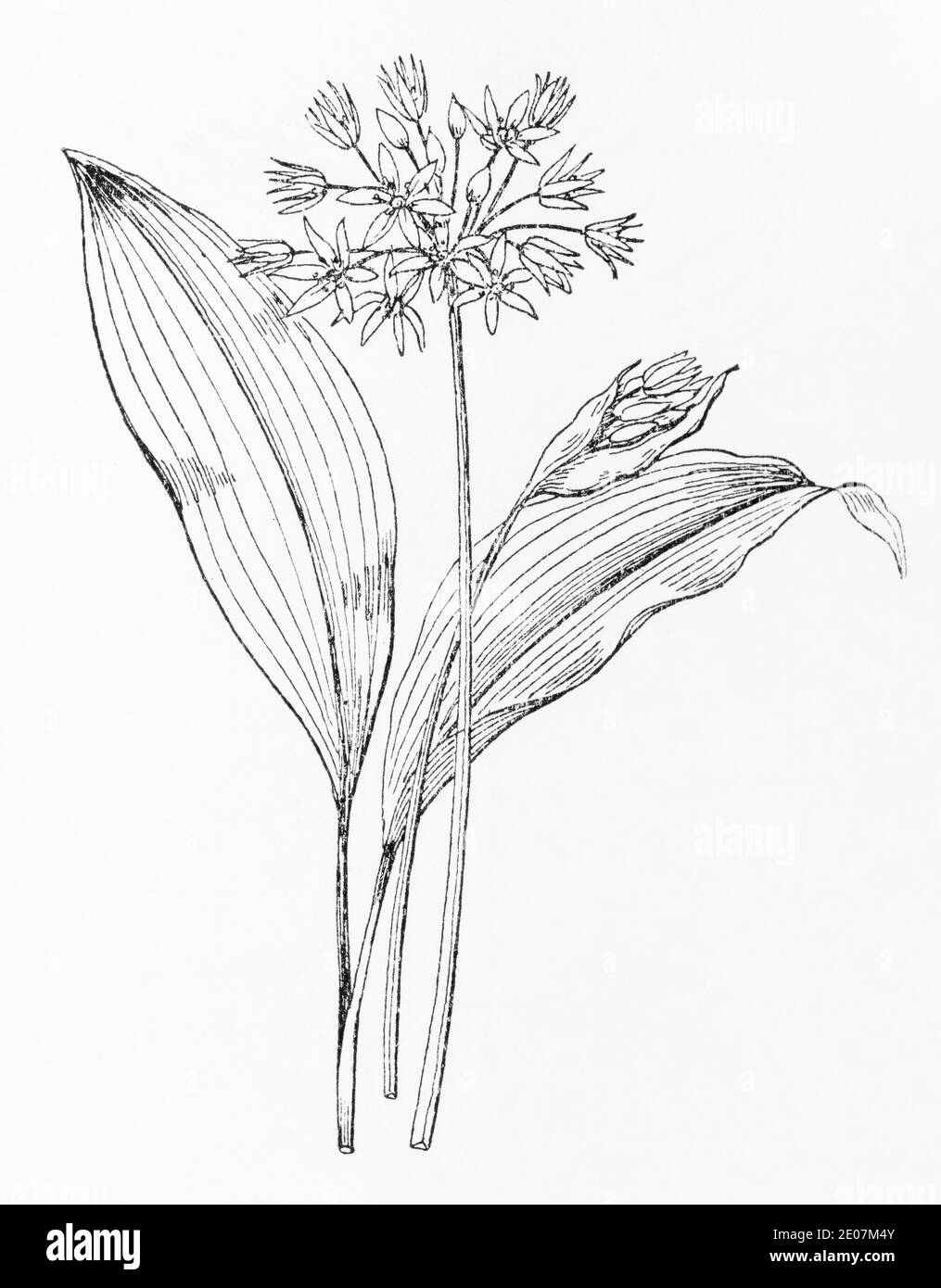 Old botanical illustration engraving of Ramsons, Bears Garlic / Allium ursinum. Traditional medicinal herbal plant. Wild garlic flowers. See Notes Stock Photo