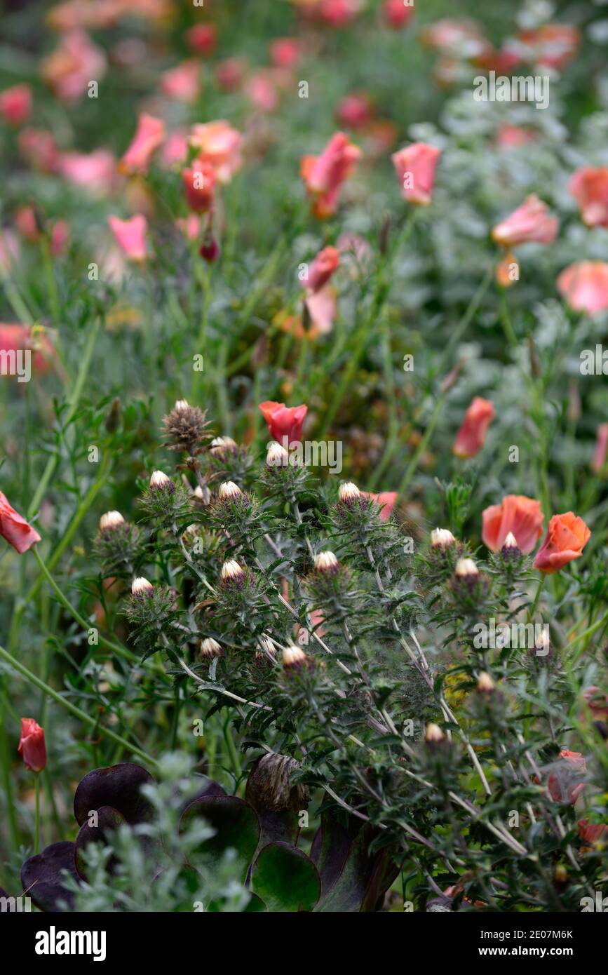 Carlina vulgaris,carline vulgaris,Eschscholzia californica Thai Silk,California poppy Thai Silk Series,annuals and biennials,mixed planting scheme,wid Stock Photo