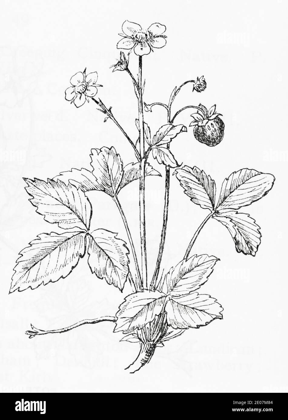 Old botanical illustration engraving of Wild Strawberry / Fragaria vesca. Traditional medicinal herbal plant. See Notes Stock Photo