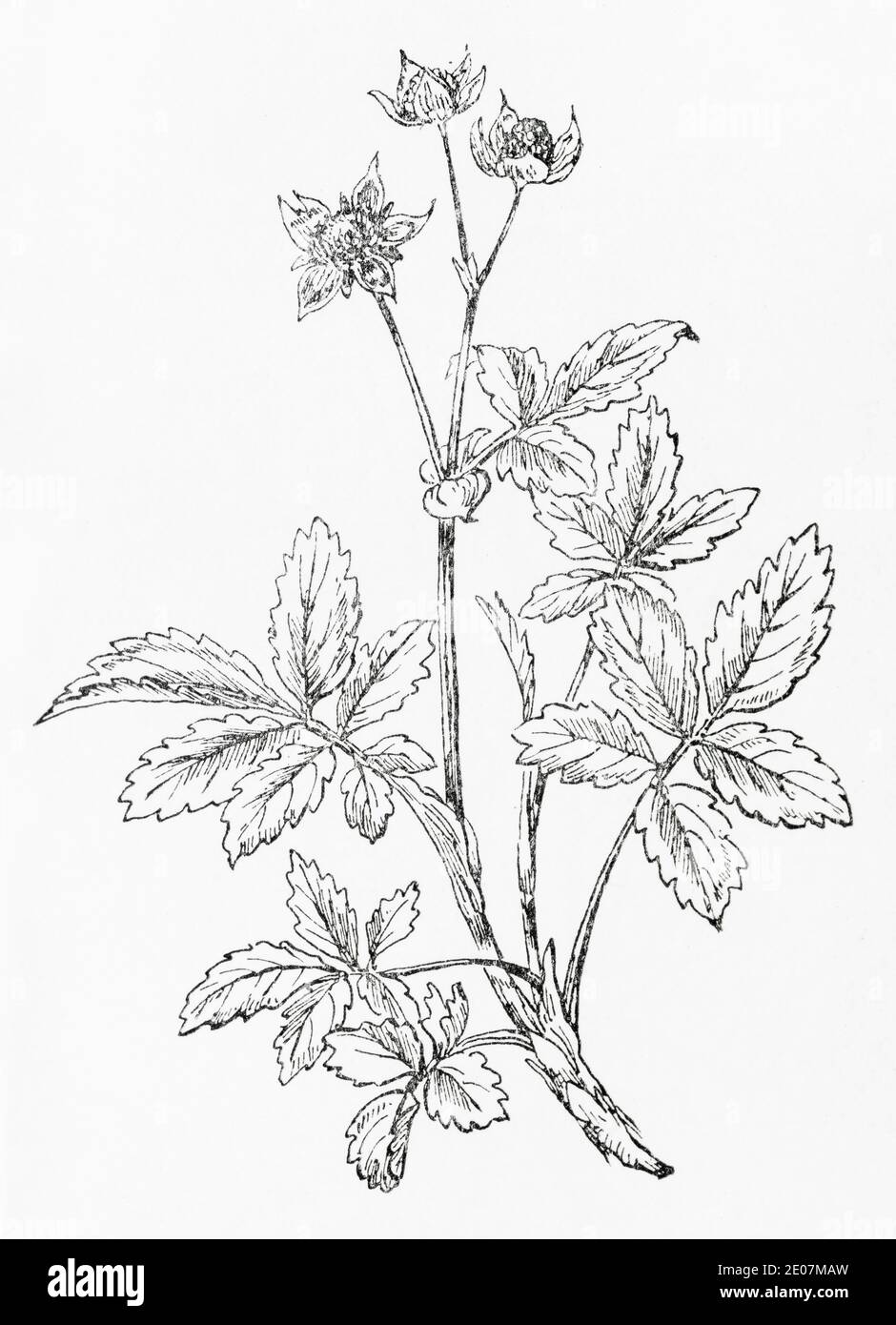 Old botanical illustration engraving of Marsh Cinque-foil / Potentilla palustris. Traditional medicinal herbal plant. See Notes Stock Photo