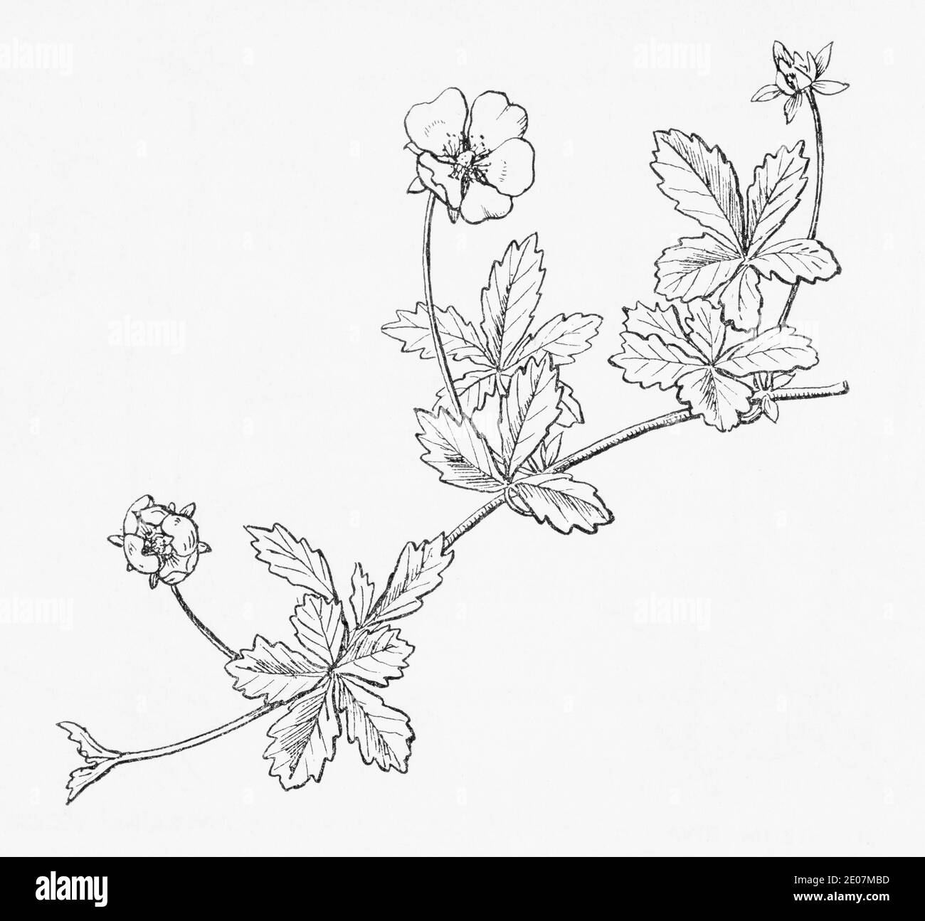 Old botanical illustration engraving of Creeping Cinque-foil / Potentilla reptans. Traditional medicinal herbal plant. See Notes Stock Photo