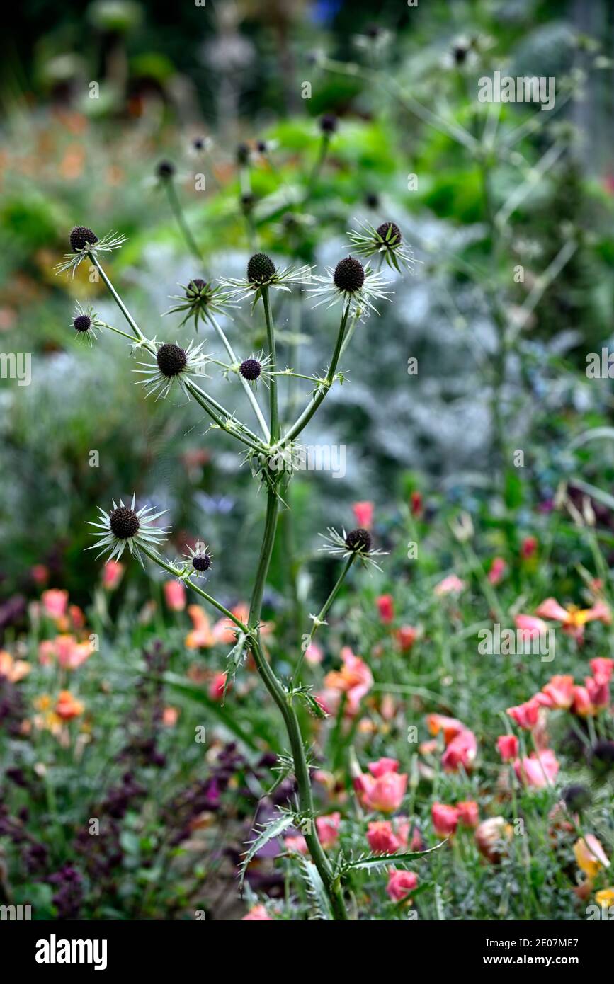 eryngium guatemalense,flowers,flowering,mixed border,ornamental thistle,gardens,RM Floral Stock Photo
