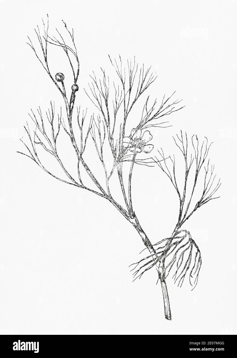 Old botanical illustration engraving of Water Crowfoot, Water Buttercup / Ranunculus fluitans. See Notes Stock Photo