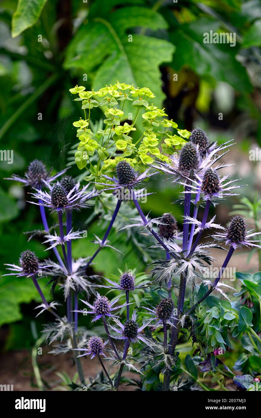 Eryngium X Zabelii Big Blue,Sea Holly,blue flowers,blue flower