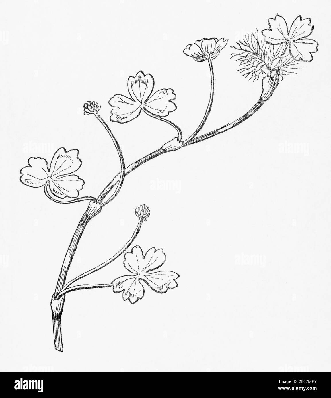 Old botanical illustration engraving of Pond Water Crowfoot / Ranunculus peltatus, Ranunculus floribundus. See Notes Stock Photo
