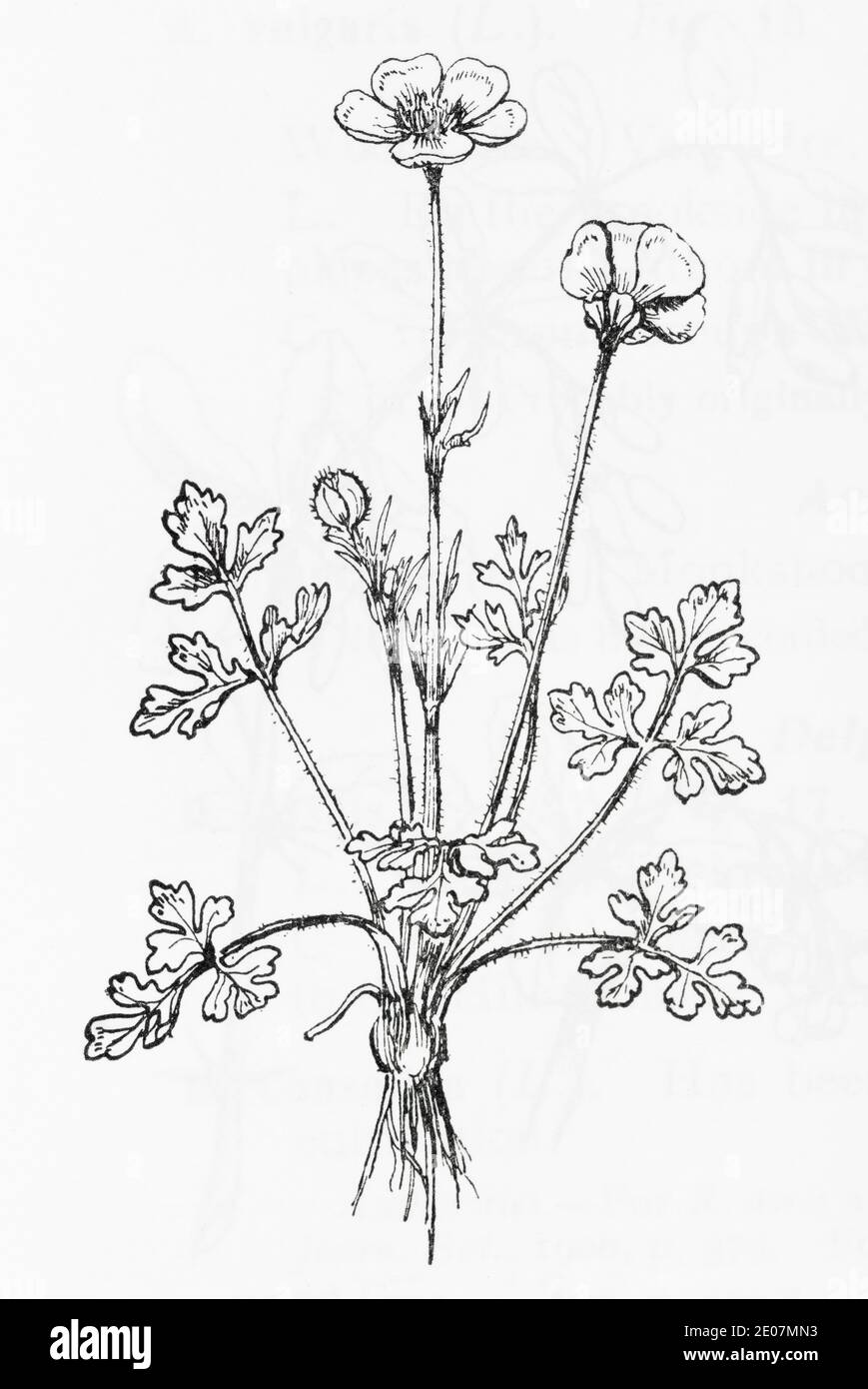 Old botanical illustration engraving of Bulbous Buttercup / Ranunculus bulbosus. Traditional medicinal herbal plant. See Notes Stock Photo