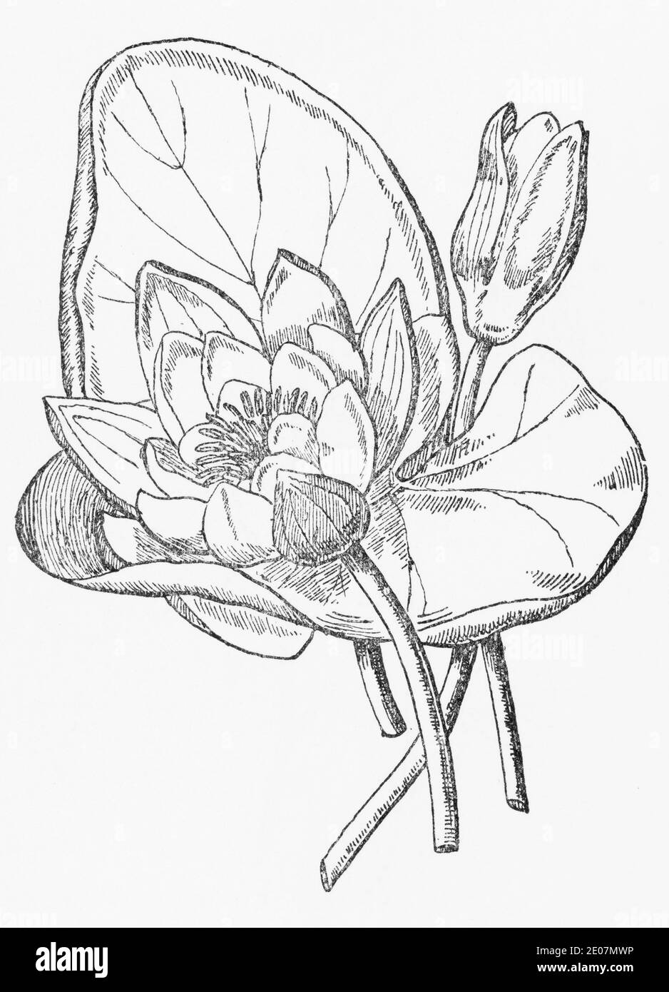 Old botanical illustration engraving of White Water Lily / Nymphaea alba. Traditional medicinal herbal plant. See Notes Stock Photo