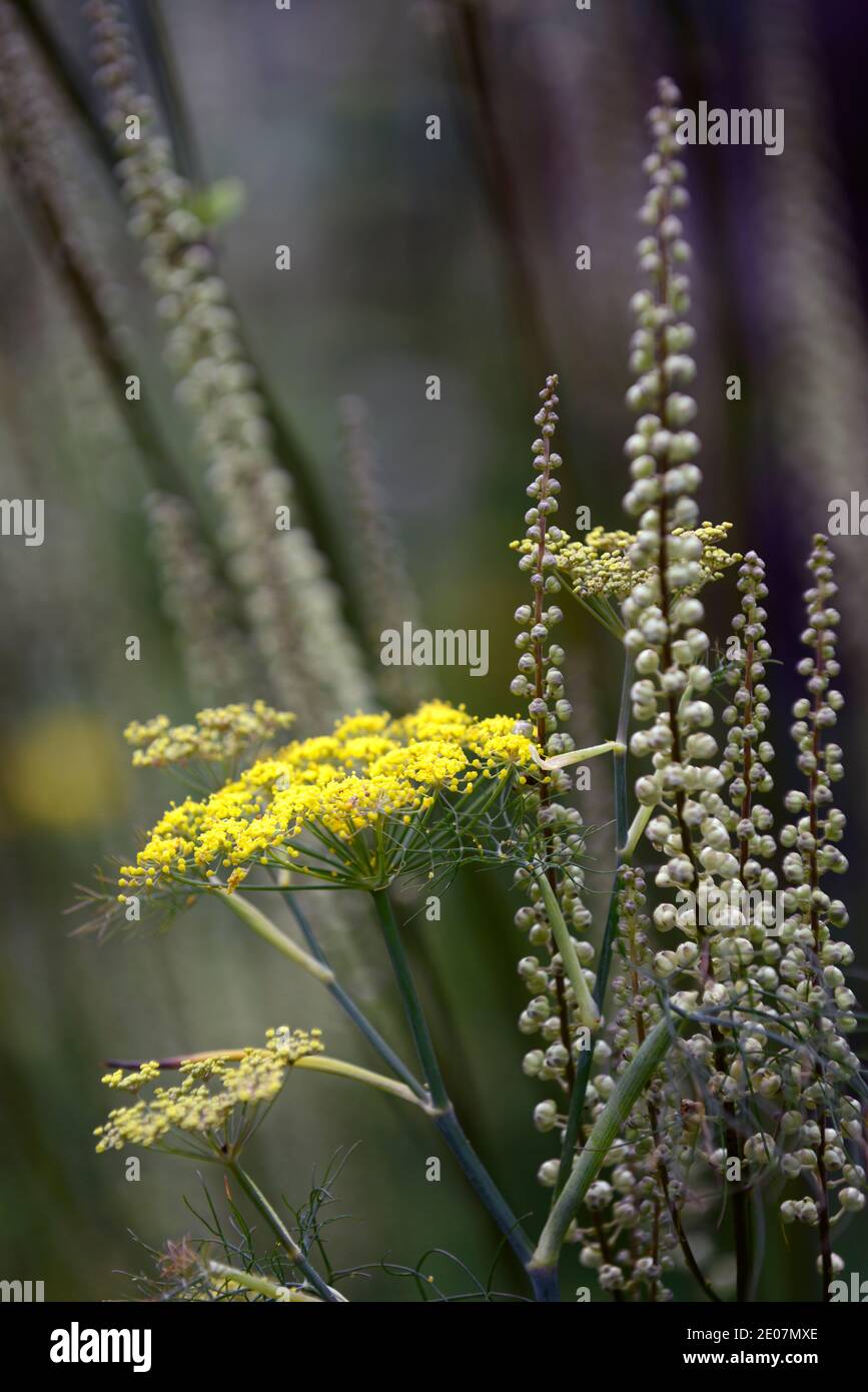 Foeniculum vulgare Purpureum,bronze fennel,leaves,foliage,Actaea