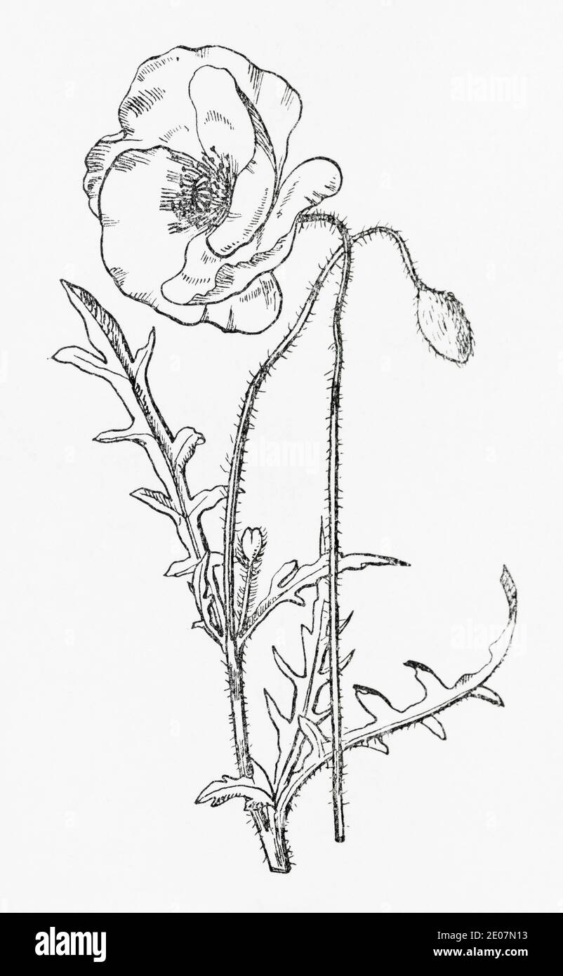 Old botanical illustration engraving of Field Poppy, Common Poppy, Corn Poppy / Papaver rhoeas. Traditional medicinal herbal plant. See Notes Stock Photo