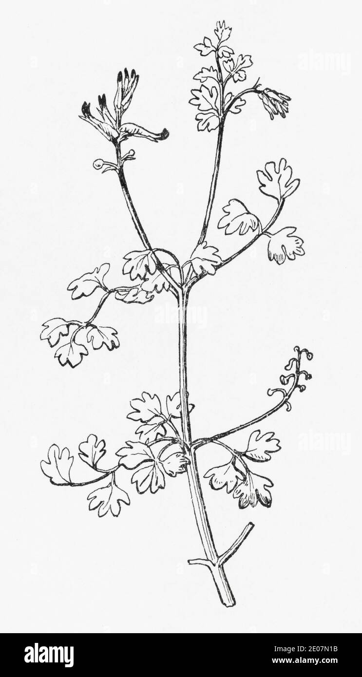 Old botanical illustration engraving of Rampant Fumitory, Pale-flowered Fumitory / Fumaria capriolata, Fumaria pallidiflora. See Notes Stock Photo