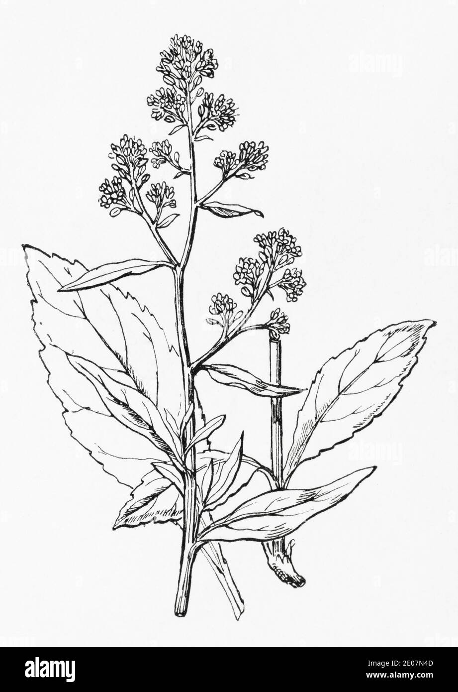 Old botanical illustration engraving of Pepperwort, Dittander / Lepidium latifolium. Traditional medicinal herbal plant. See Notes Stock Photo