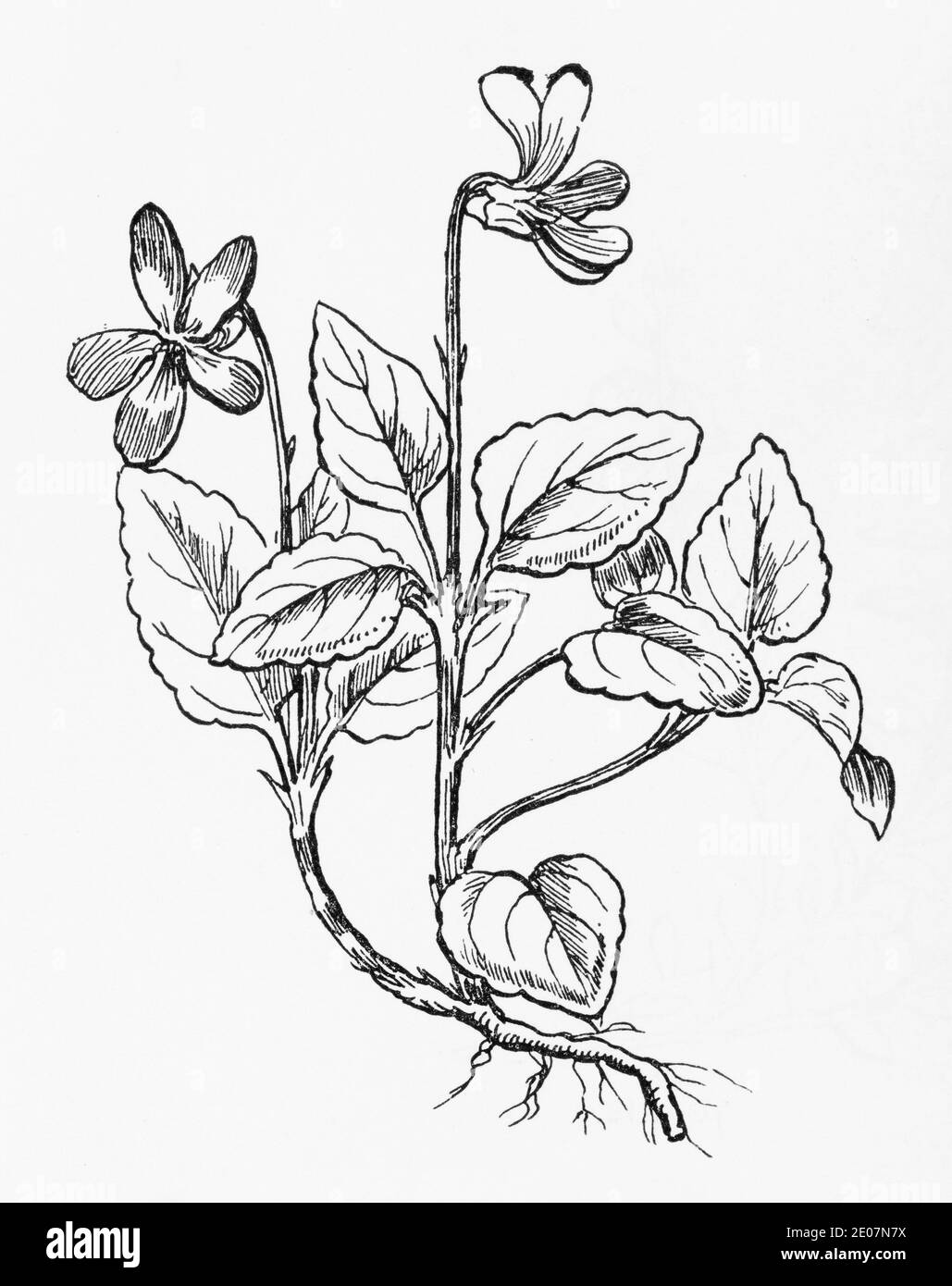 Old botanical illustration engraving of Dog Violet / Viola canina. Traditional medicinal herbal plant. See Notes Stock Photo