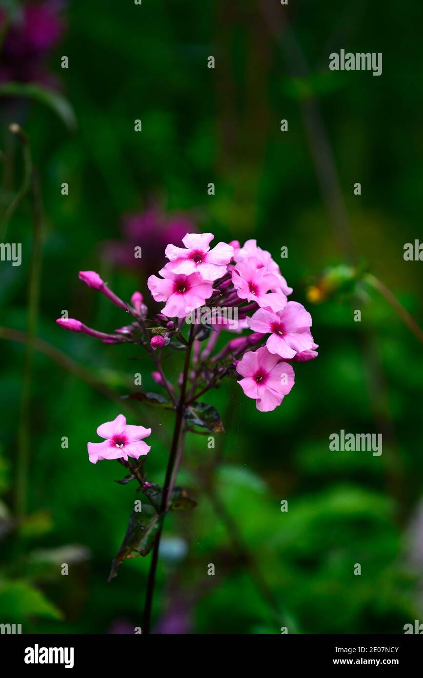 phlox paniculata bright eyes,pink flower,flowers,flowering,phloxes,RM Floral Stock Photo
