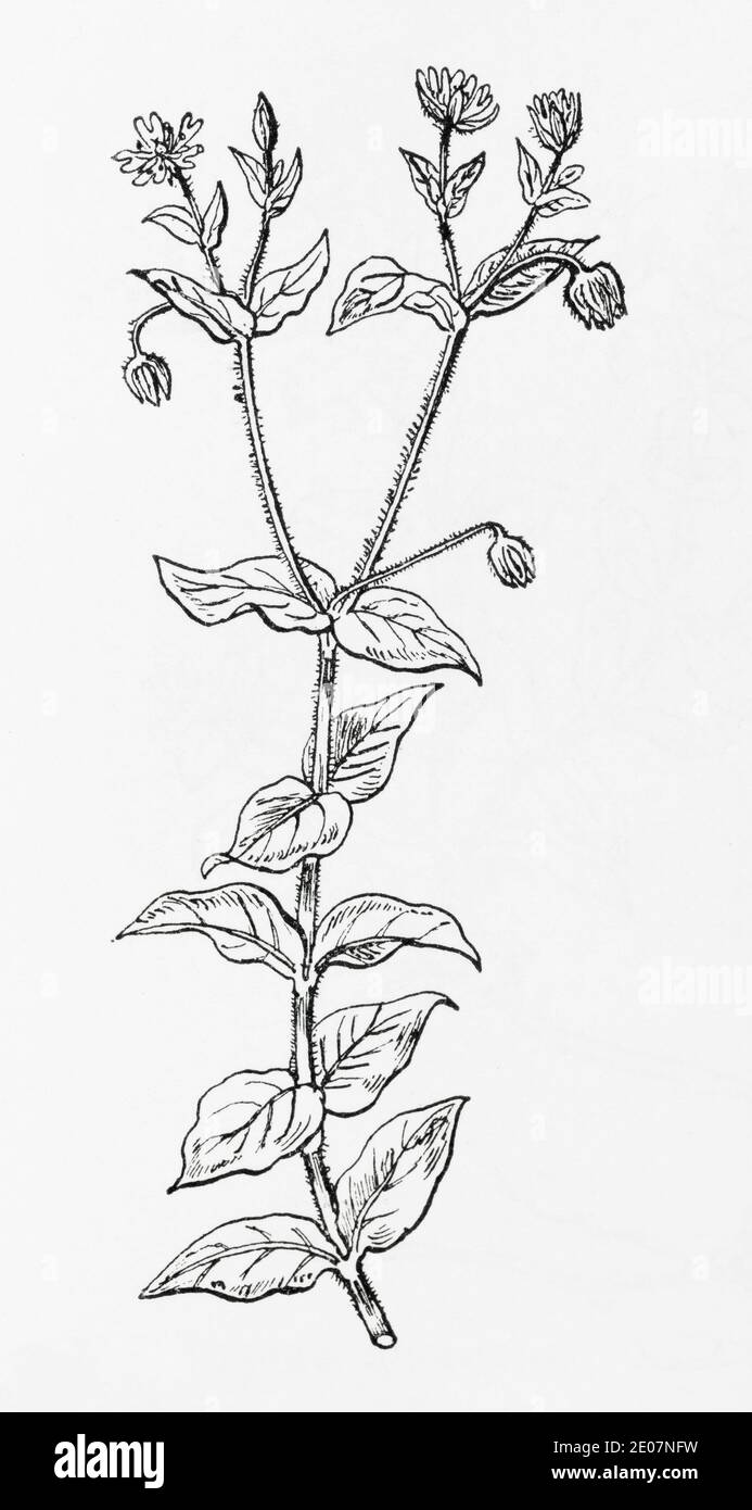 Old botanical illustration engraving of Wood Stitchwort / Stellaria nemorum. See Notes Stock Photo
