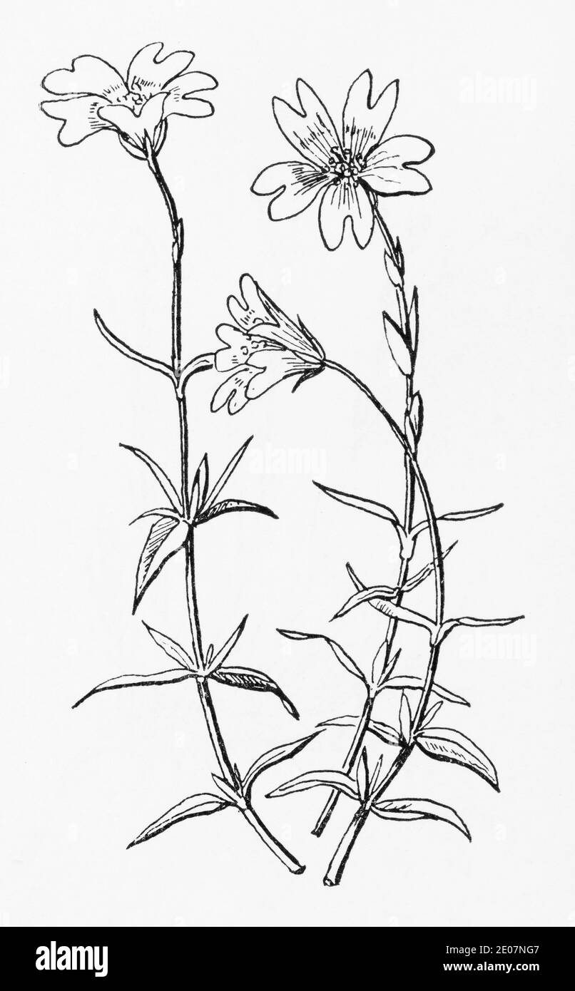 Old botanical illustration engraving of Mouse-ear Chickweed, Field Chickweed / Cerastium arvense. Traditional medicinal herbal plant. See Notes Stock Photo