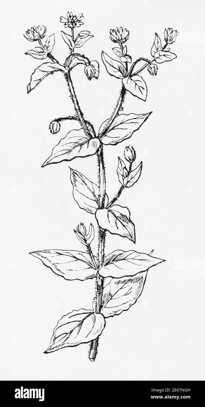 Old botanical illustration engraving of Water Chickweed / Myosoton aquaticum, Stellaria aquatica. See Notes Stock Photo