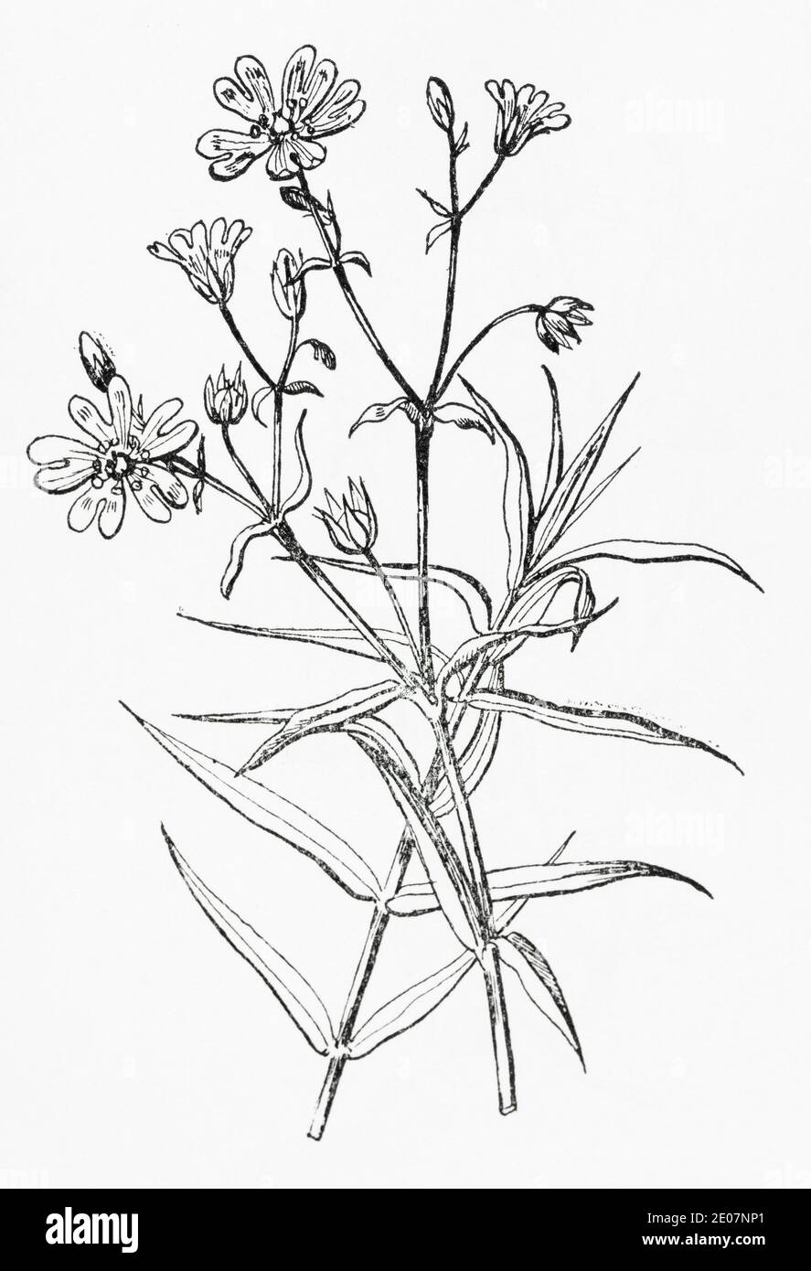Old botanical illustration engraving of Greater Stitchwort / Stellaria holostea. Traditional medicinal herbal plant. See Notes Stock Photo