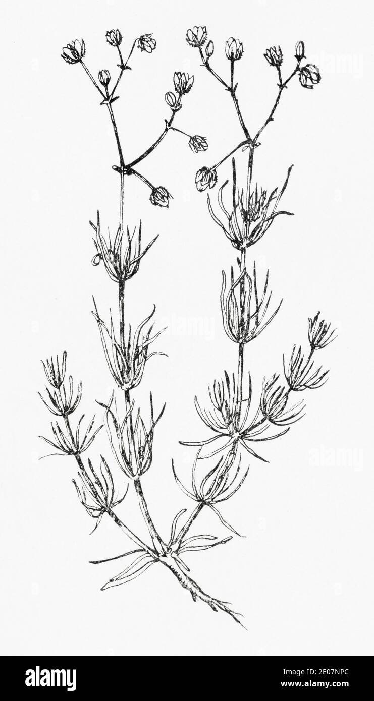 Old botanical illustration engraving of Corn Spurrey / Spergula arvensis. Traditional medicinal herbal plant. See Notes Stock Photo