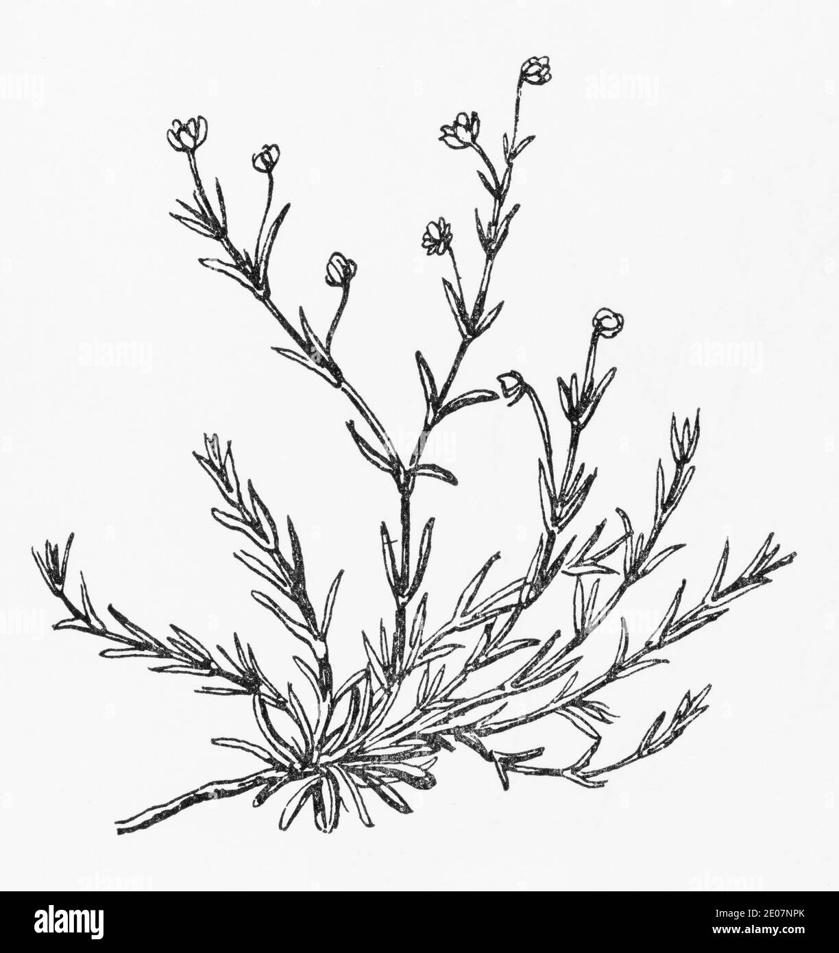 Old botanical illustration engraving of Sea Pearlwort / Sagina maritima. See Notes Stock Photo