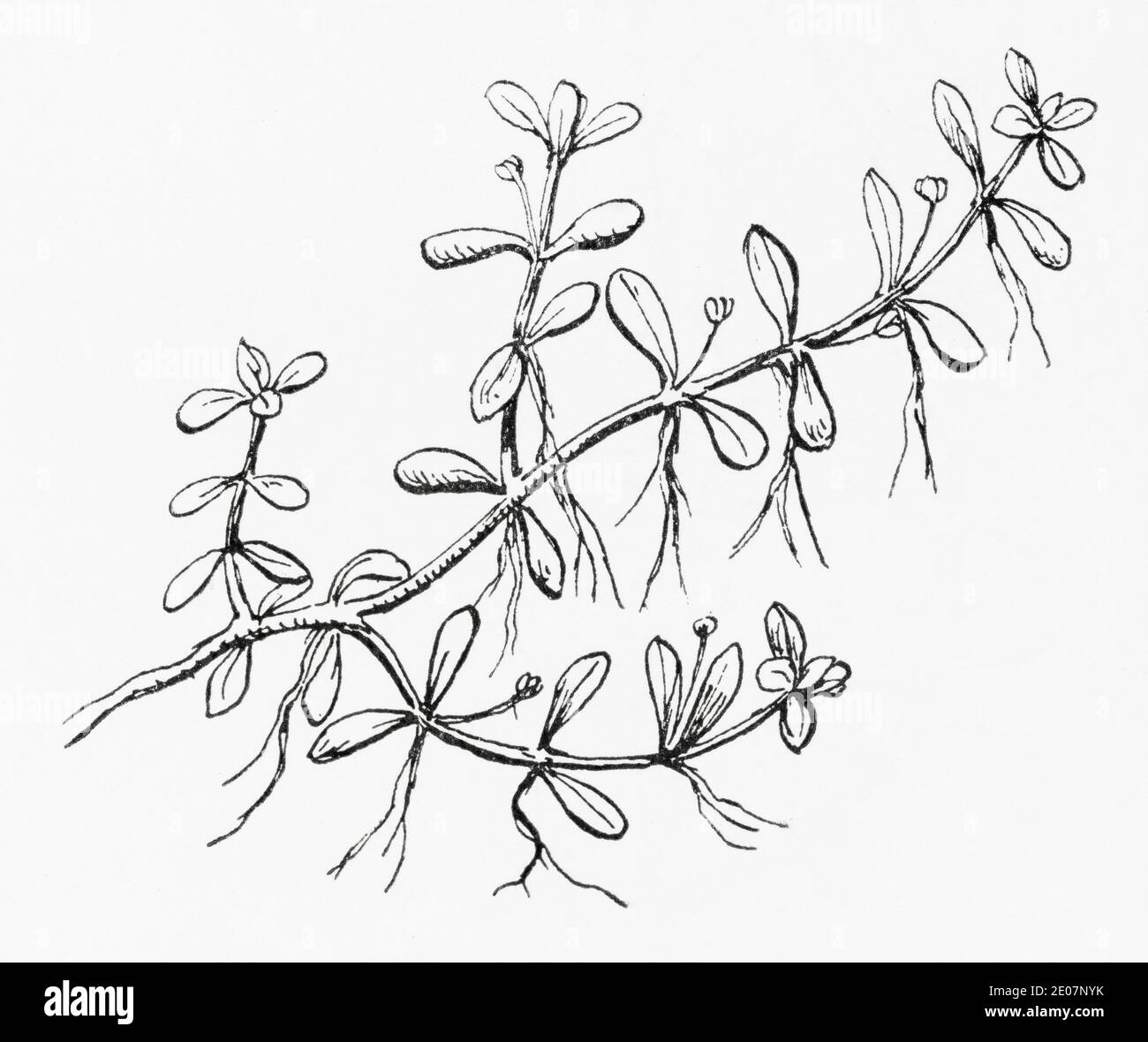 Old botanical illustration engraving of Six-stamened Waterwort / Elatine hexandra, Elatine paludosa. See Notes Stock Photo