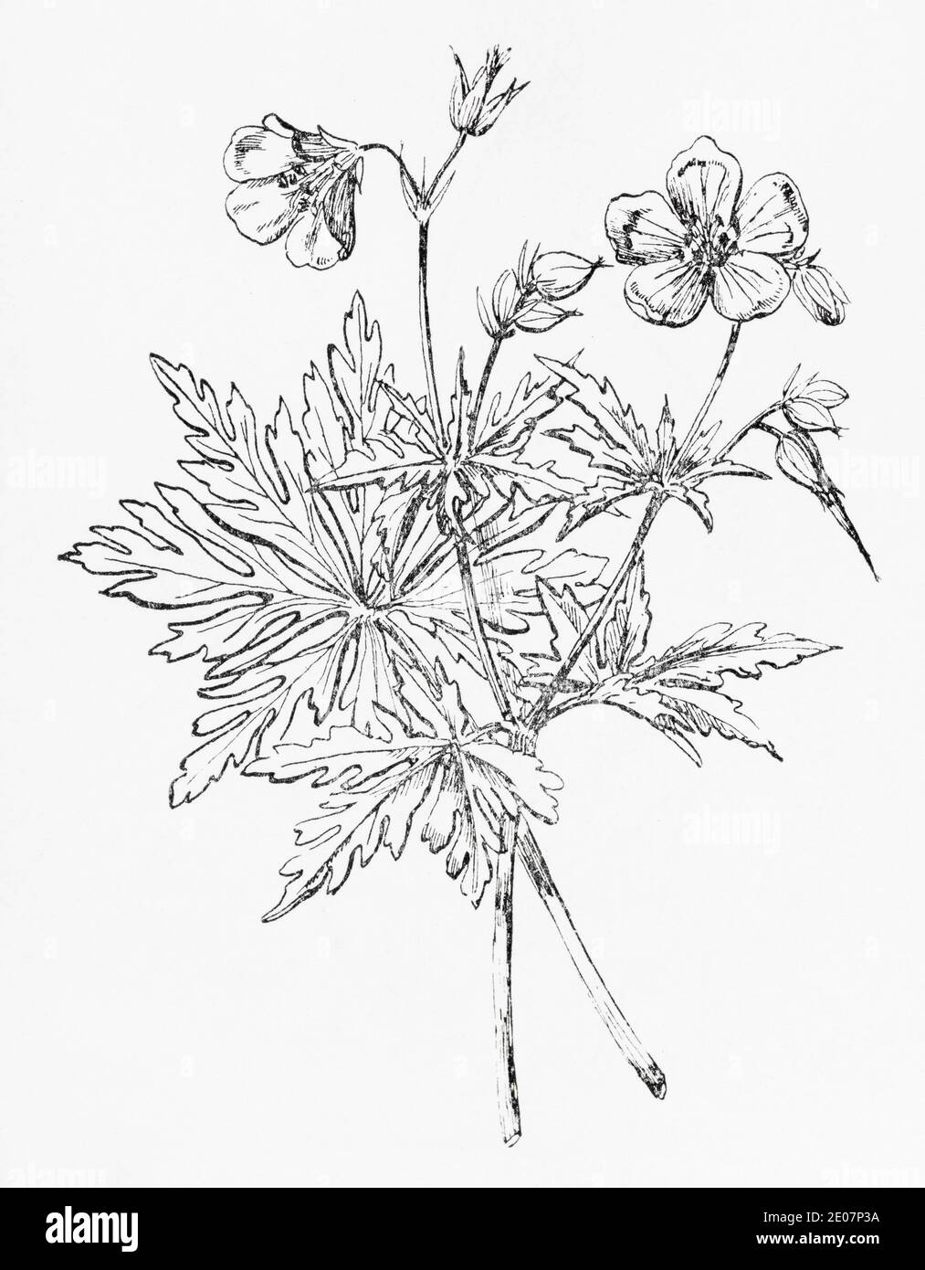 Old botanical illustration engraving of Meadow Cranesbill / Geranium pratense. Traditional medicinal herbal plant. See Notes Stock Photo