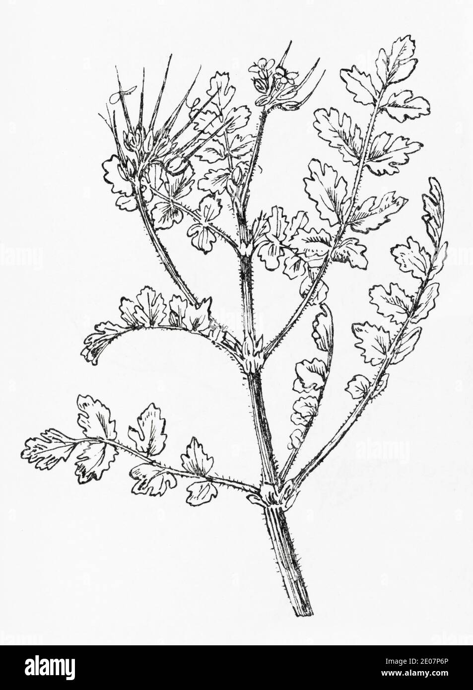 Old botanical illustration engraving of Musk Storksbill / Erodium moschatum. Traditional medicinal herbal plant in parts of world. See Notes Stock Photo