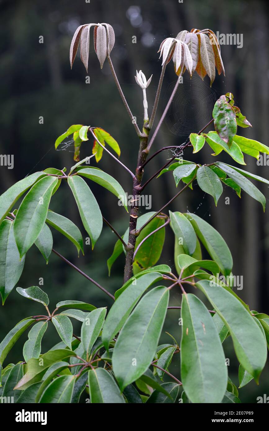 new growth,new leaves,new foliage,emerge,emerging,schefflera,green leaves,foliage,attractive leaves,foliage,exotic garden,gardens,RM Floral Stock Photo