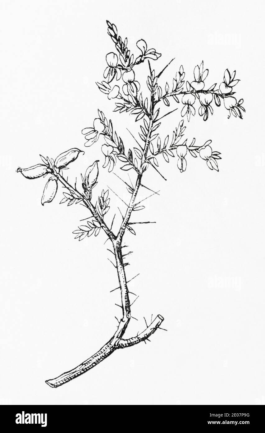 Old botanical illustration engraving of Needle Furze, Petty Whin / Genista anglica. See Notes Stock Photo