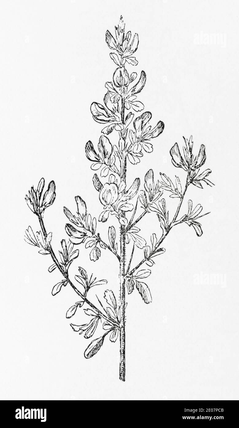 Old botanical illustration engraving of Spiny Restharrow / Ononis spinosa. Traditional medicinal herbal plant. See Notes Stock Photo
