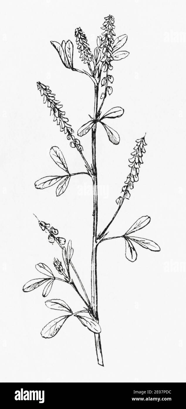 Old botanical illustration engraving of Small Yellow Melilot / Melilotus parviflora, Melilotus indicus. Traditional medicinal herbal plant. See Notes Stock Photo
