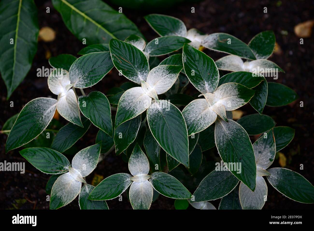 Strobilanthes gossypinus,evergreen leaves,silver grey fur,furry,silver grey foliage,leaves,attractive foliage plant,mounded,RM floral Stock Photo