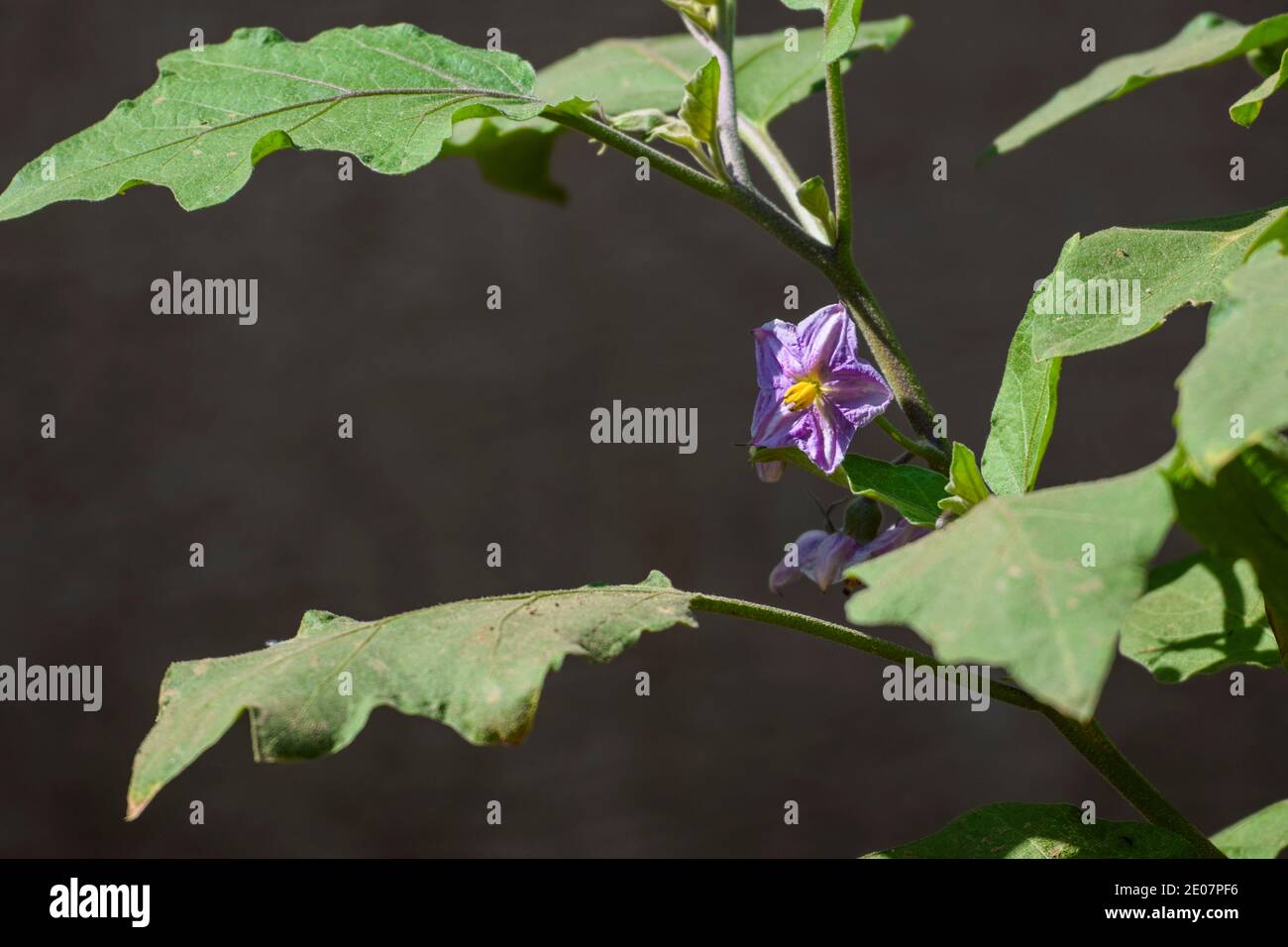 Pink Ravaya Brinjal flower growing on plant. Beautiful brinjal or eggplant violet ...